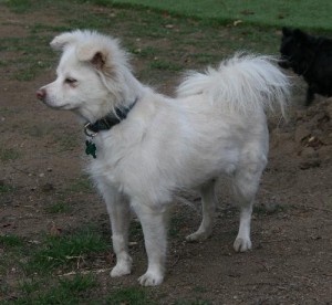 Adopt a Dog! - Candy: Pomeranian Mix at Greendogfoundation.org