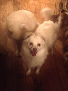 Adopt a Dog! - Candy: Pomeranian Mix at Greendogfoundation.org