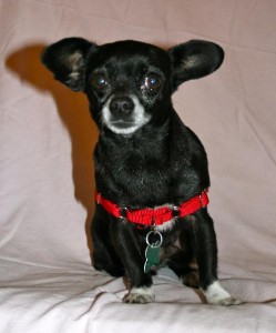Adopt a Dog! Beetle: Chihuahua Mix - GreendogFoundation.org
