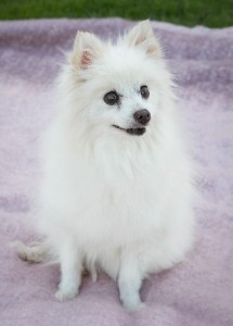 Adopt a Dog - Carebear: Pomeranian Mix at Greendogfoundation.org