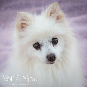 Adopt a Dog - Carebear: Pomeranian Mix at Greendogfoundation.org