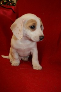 Adopt a Dog! Casper: Beagle - Basset Hound Mix