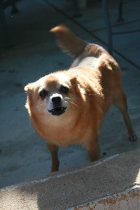 Adopt a Dog! Cubby: Chihuahua-Pomeranian Mix