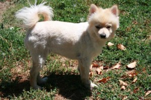 Adopt a Dog! Dakota: Pomeranian Mix