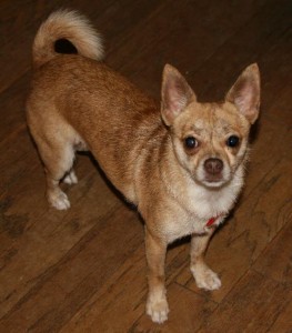 Adopt a Dog! Ellie - Chihuahua Mix - GreendogFoundation.org